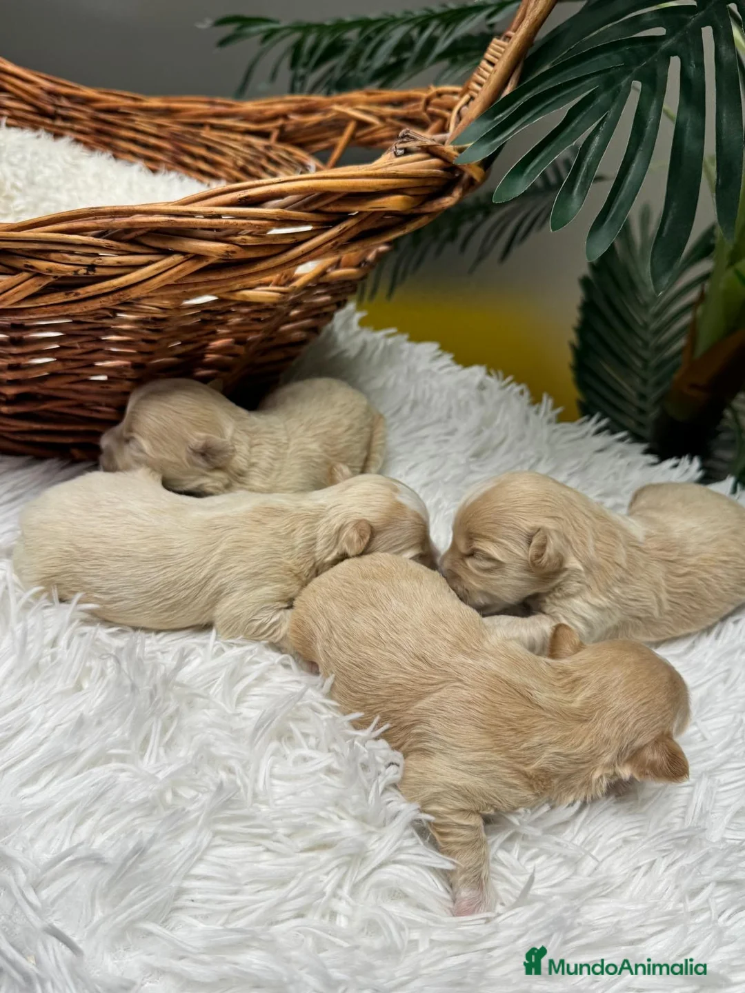 Maltipoo perros en venta: MALTIPOO 💙 - Anuncio 2