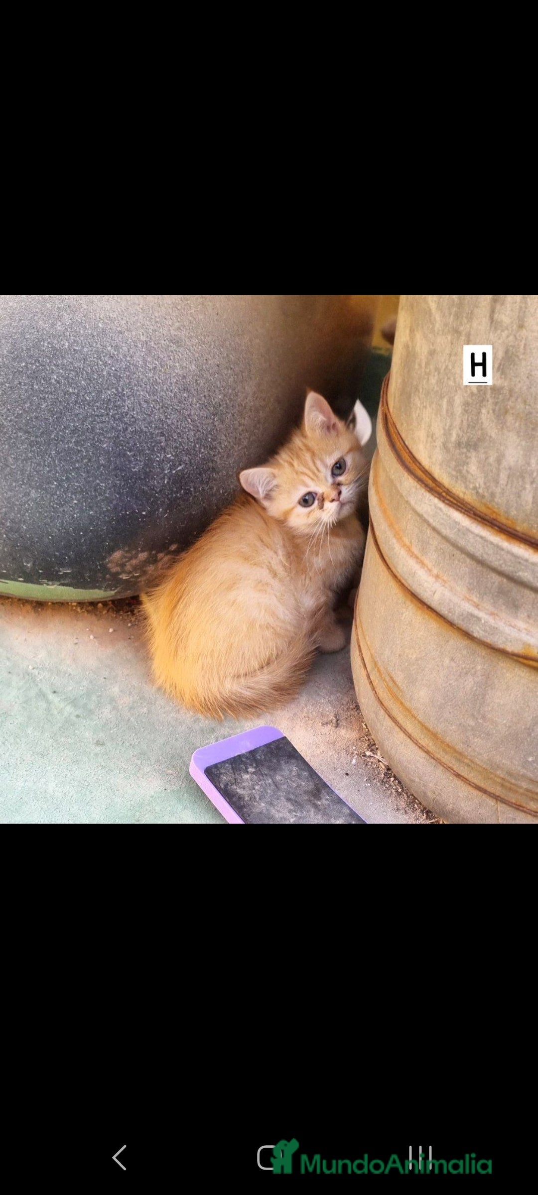 Persa gatos en venta: Gatos Persa - Imagen 3