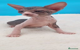 Sphynx gatos en venta: Preciosa camada de gatitos sphynx  - Imagen 26