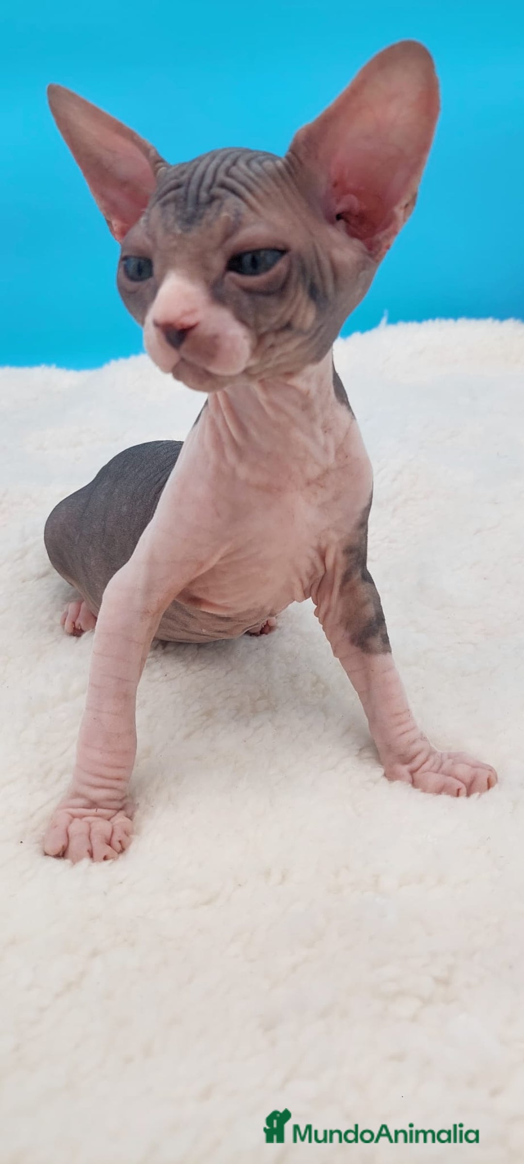 Sphynx gatos en venta: Preciosa camada de gatitos sphynx  - Imagen 26