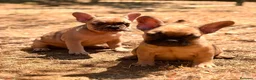 Bulldog Francés perros en venta: BULLDOG FRANCÉS  - Anuncio 1