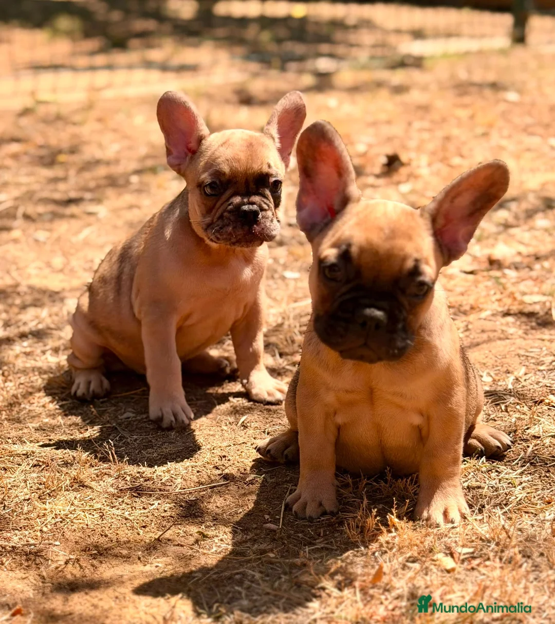 Bulldog Francés perros en venta: BULLDOG FRANCÉS  - Anuncio 1