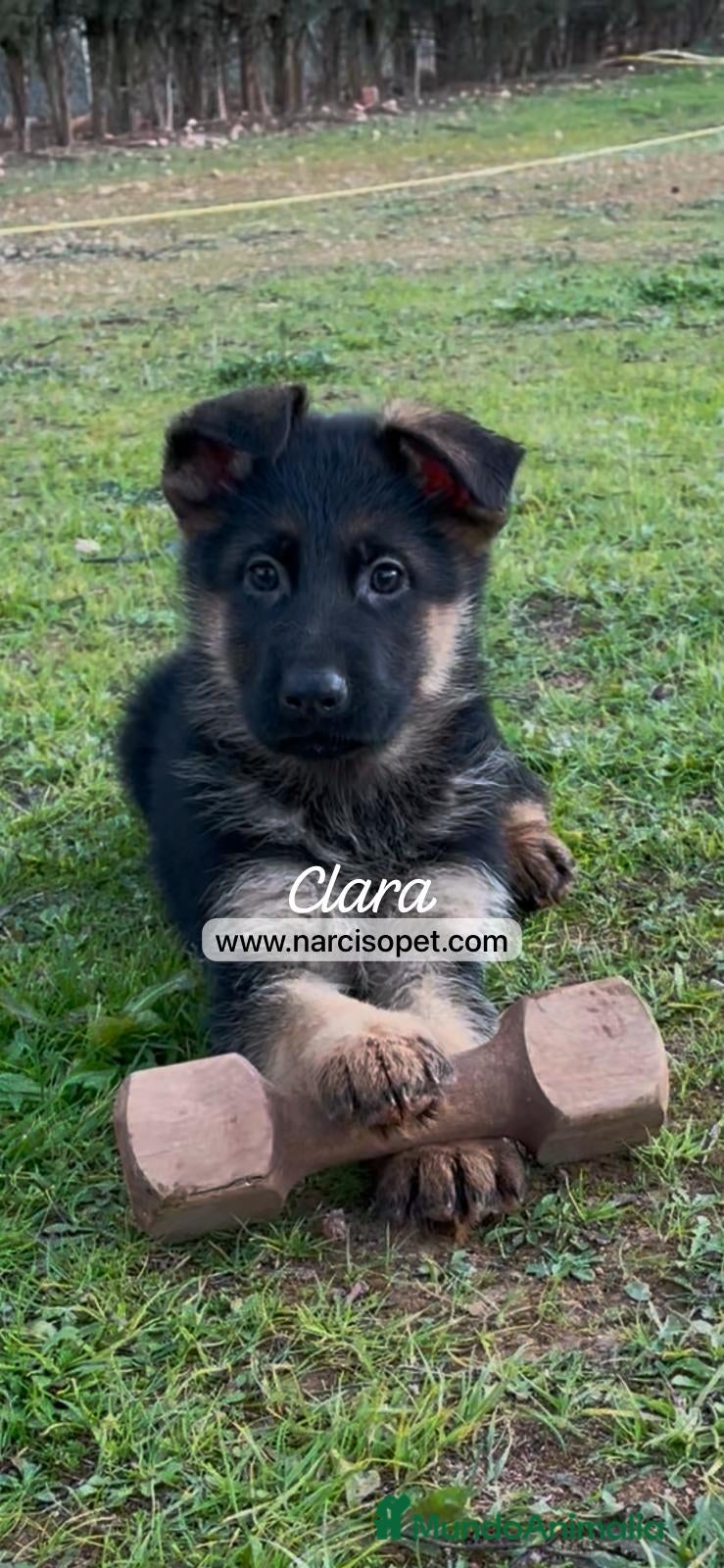 Pastor Alemán perros CRIADERO DE PASTOR ALEMAN en Asturias - Anuncio 2