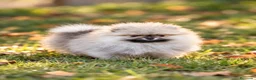 Pomerania perros en venta: Pomerania machos de líneas exclusivas y exóticas - Anuncio 8