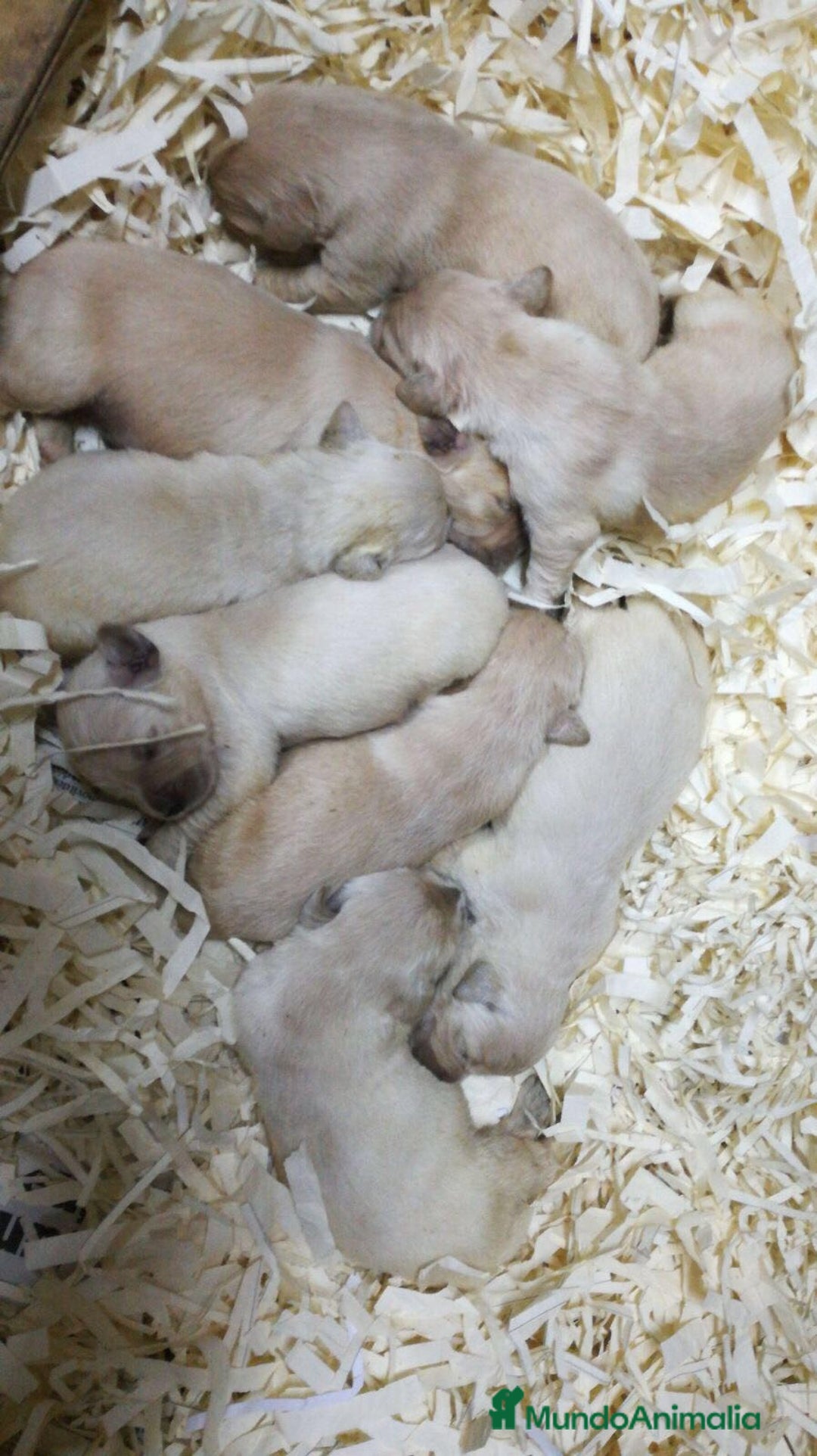 Golden Retriever perros en venta: Cachorros golden retriever con pedigree  - Anuncio 24