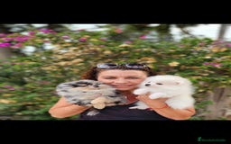 Pomerania perros en venta: Machitos pomerania  - Imagen 6