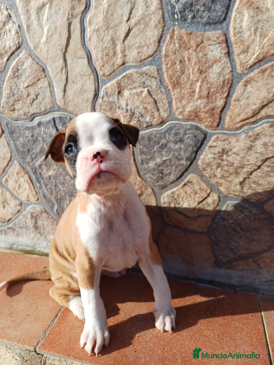 Boxer perros en venta: Bóxer  - Anuncio 8