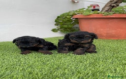 Caniche Toy perros en venta: CANICHE TOY HEMBRA - Imagen 9