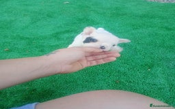 Bulldog Francés perros en venta: Último bulldog frances - Imagen 4