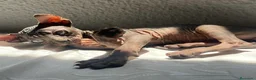 Sphynx gatos en venta: Elf 91 - Anuncio 4