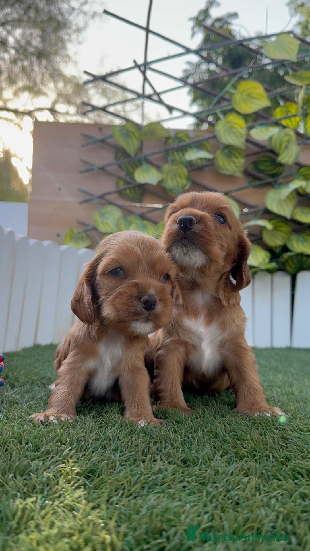 Cocker Spaniel Inglés perros en venta: COCKER SPANIEL INGLES MACHO  - Imagen 16