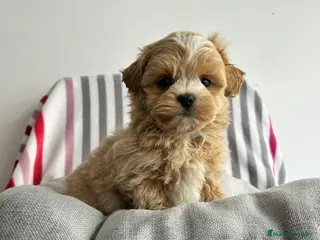 Maltipoo perros Maltipoo mini - Anuncio 2