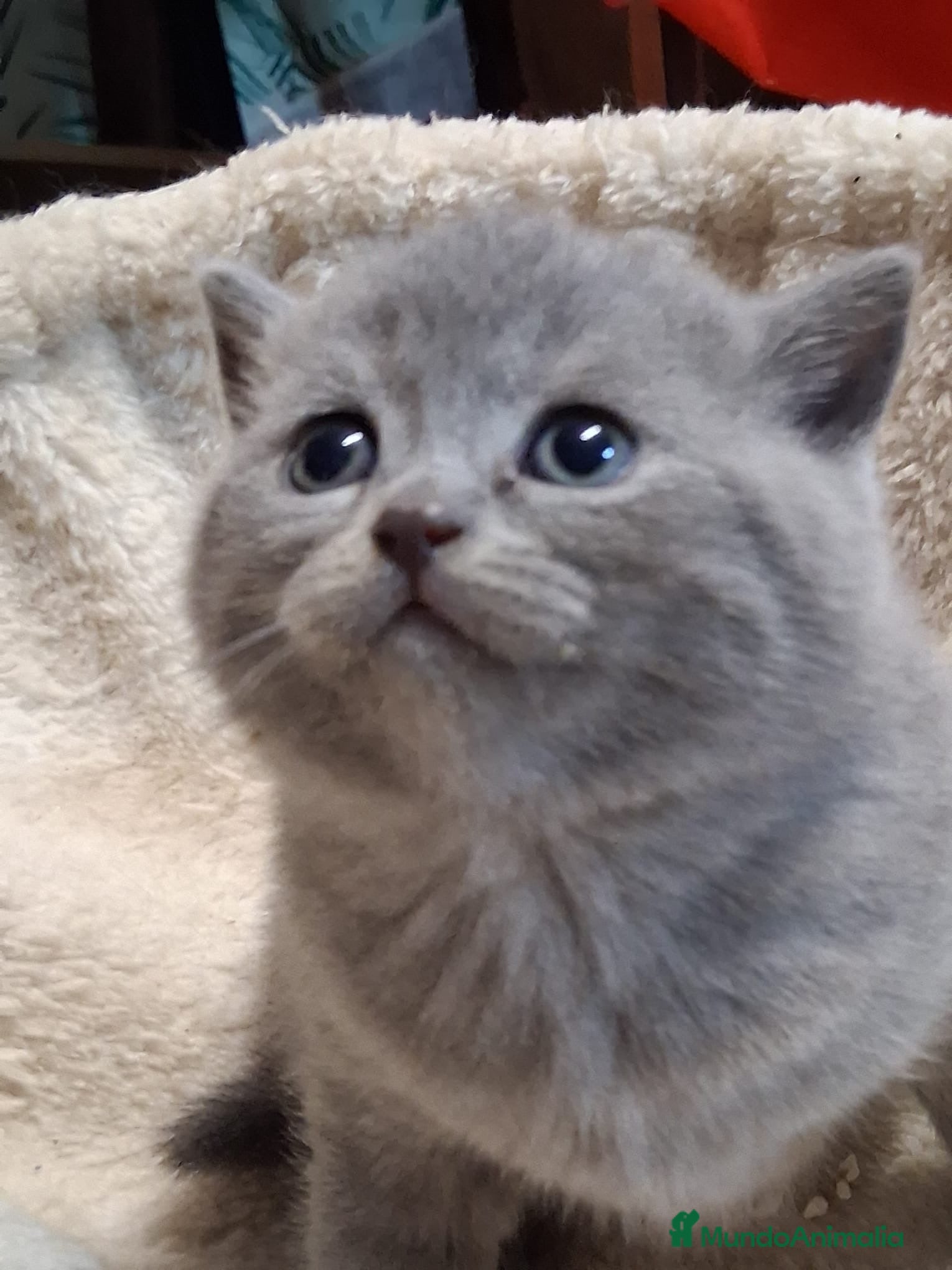 Británico de Pelo Corto Azul gatos British Blue  - Anuncio 1