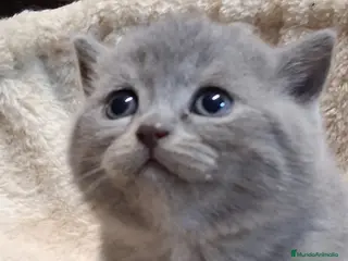 Británico de Pelo Corto Azul gatos British Blue - Anuncio 1
