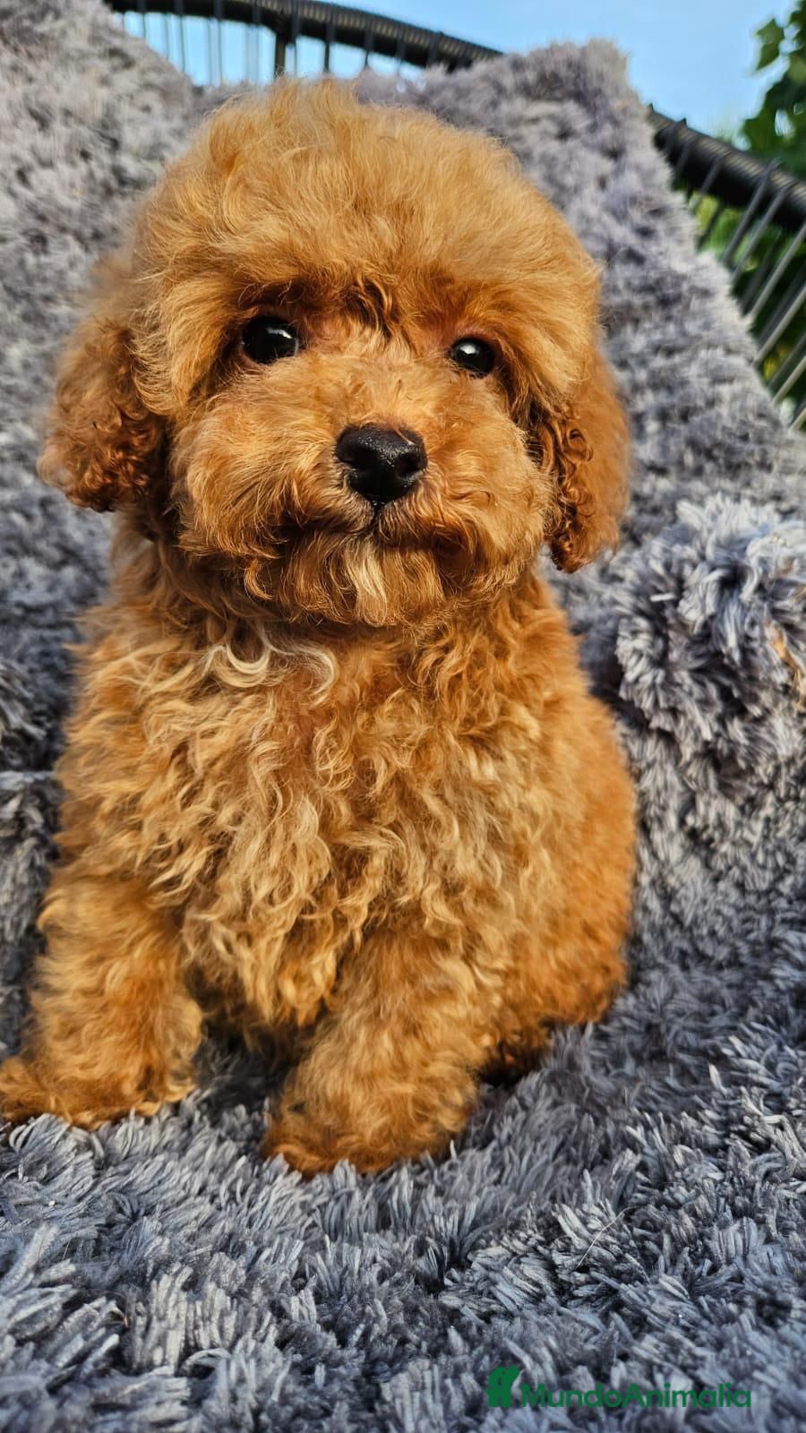 Caniche Toy perros CANICHE TOY DIMINUTOS en Málaga - Anuncio 2