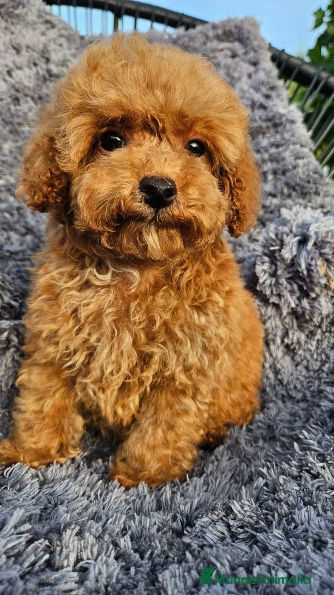 Caniche Toy perros en venta: CANICHE TOY DIMINUTOS en Málaga - Anuncio 2