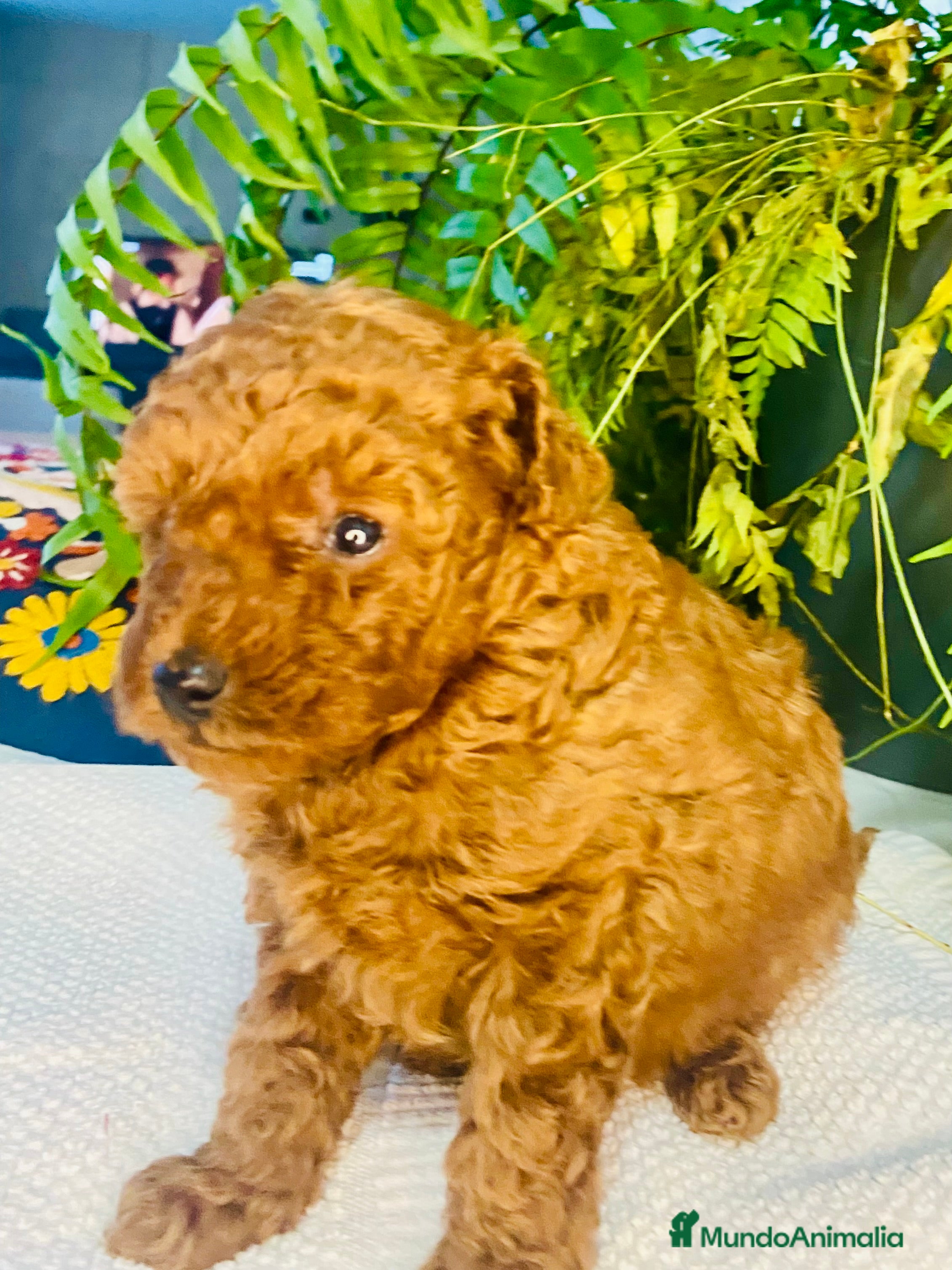 Caniche Toy perros Camada de caniches Toy y Enanos - Anuncio 5