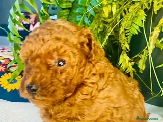 Caniche Toy perros Camada de caniches Toy y Enanos - Anuncio 5