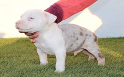 American Pit Bull Terrier perros en venta: American pitbull terrier criados en casa - Imagen 9