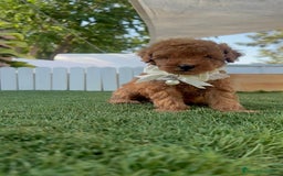 Caniche Toy perros en venta: CANICHE TOY  - Imagen 16