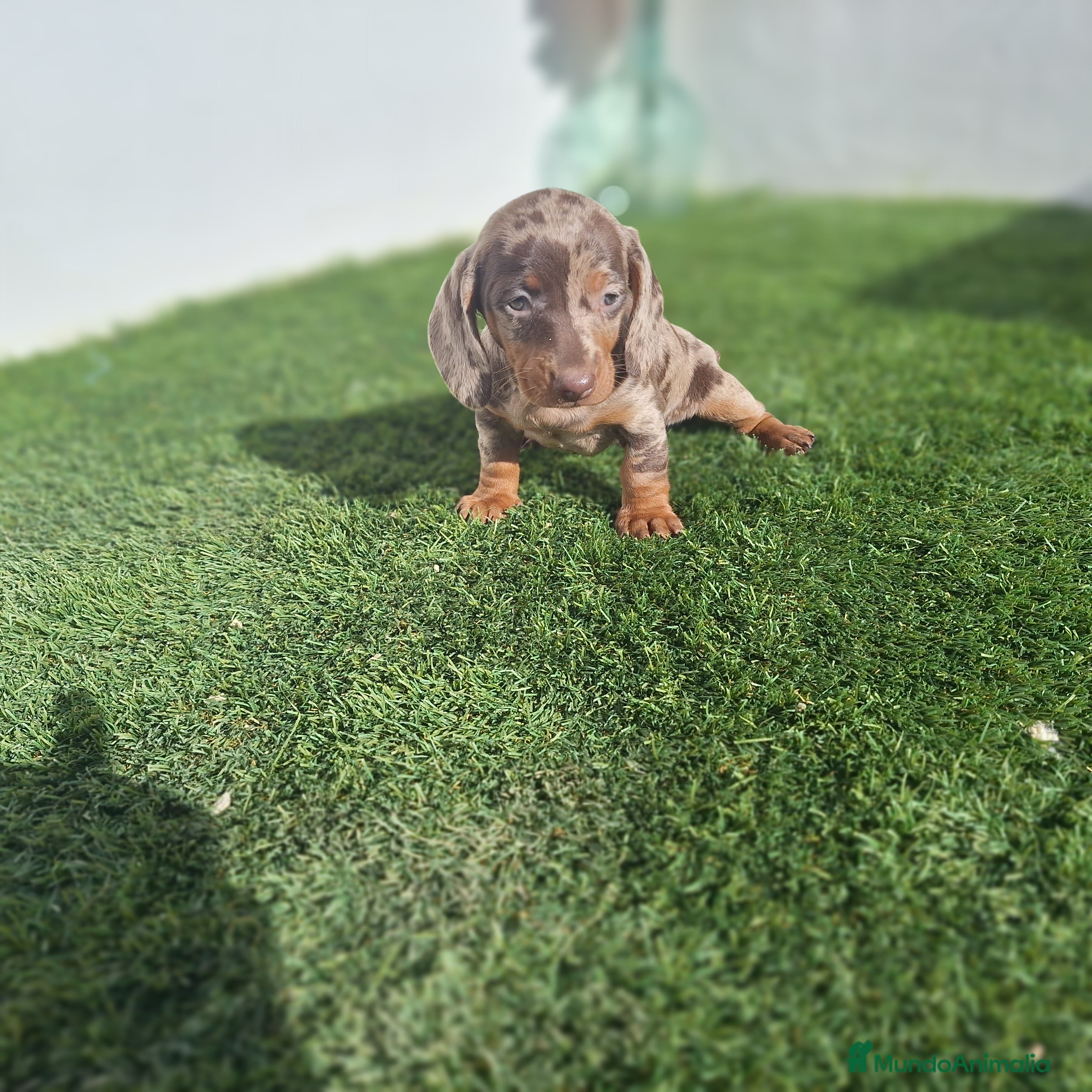 Teckel Miniatura perros TECKEL MINIATURA ARLEQUIN  - Anuncio 1