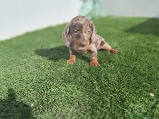 Teckel Miniatura perros TECKEL MINIATURA ARLEQUIN - Anuncio 10