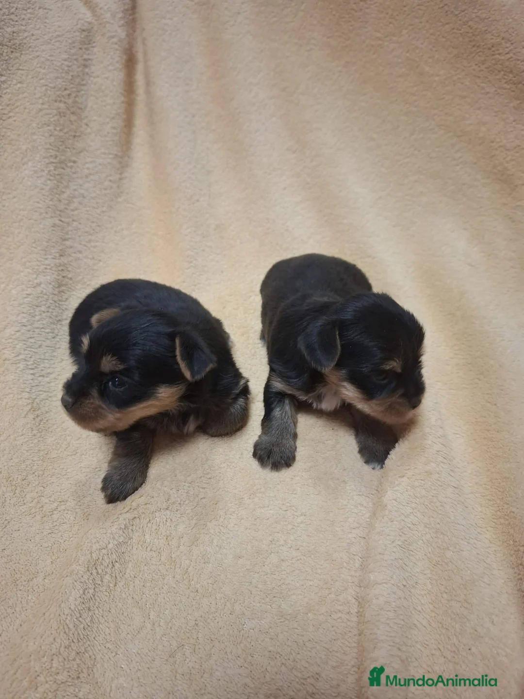 Yorkshire Terrier perros en venta: Preciosa Camada de Yorkshire  - Anuncio 3