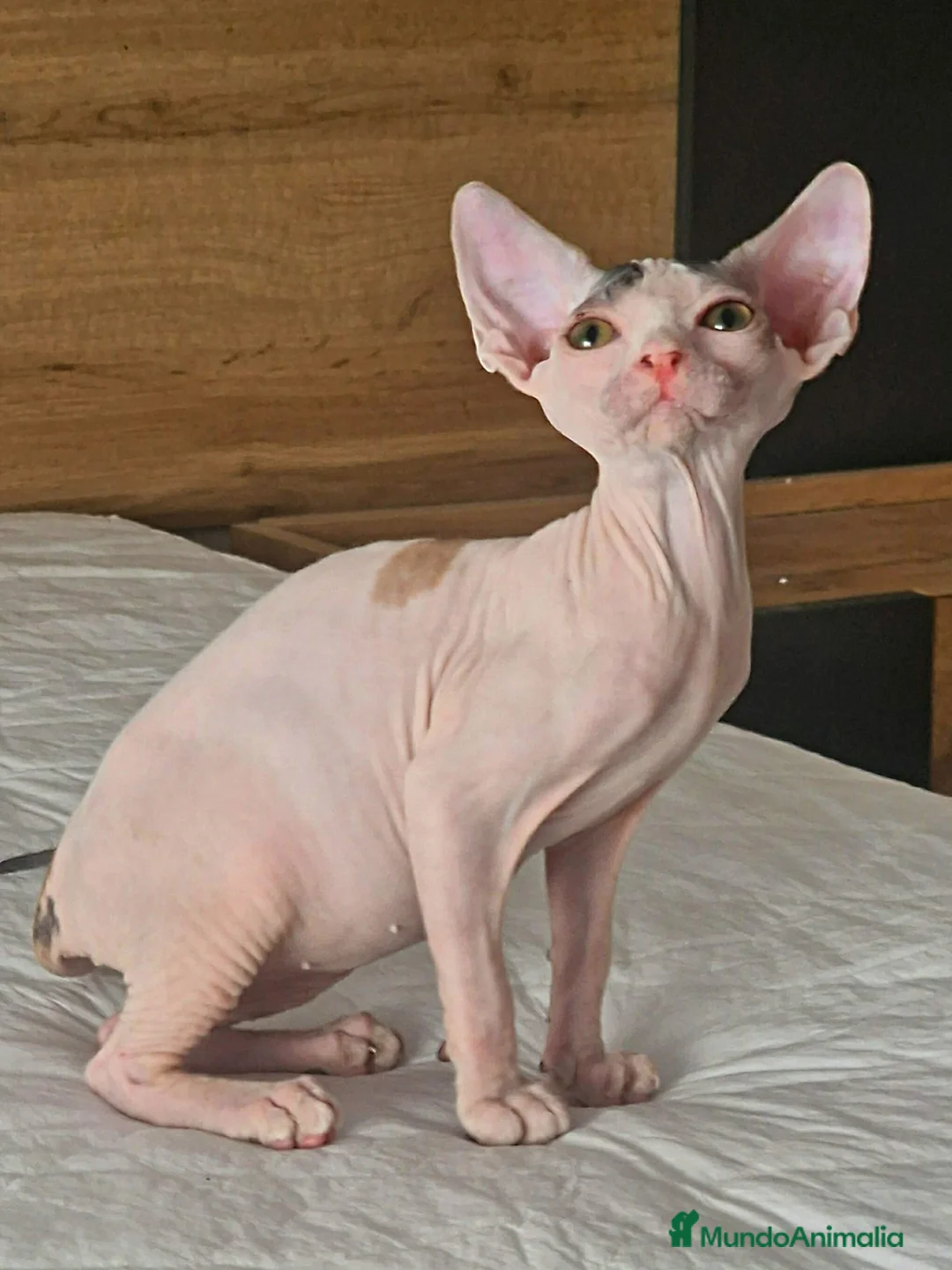 Raza Mixta gatos en venta: Hembra tricolor arlequín F1 - Anuncio 2