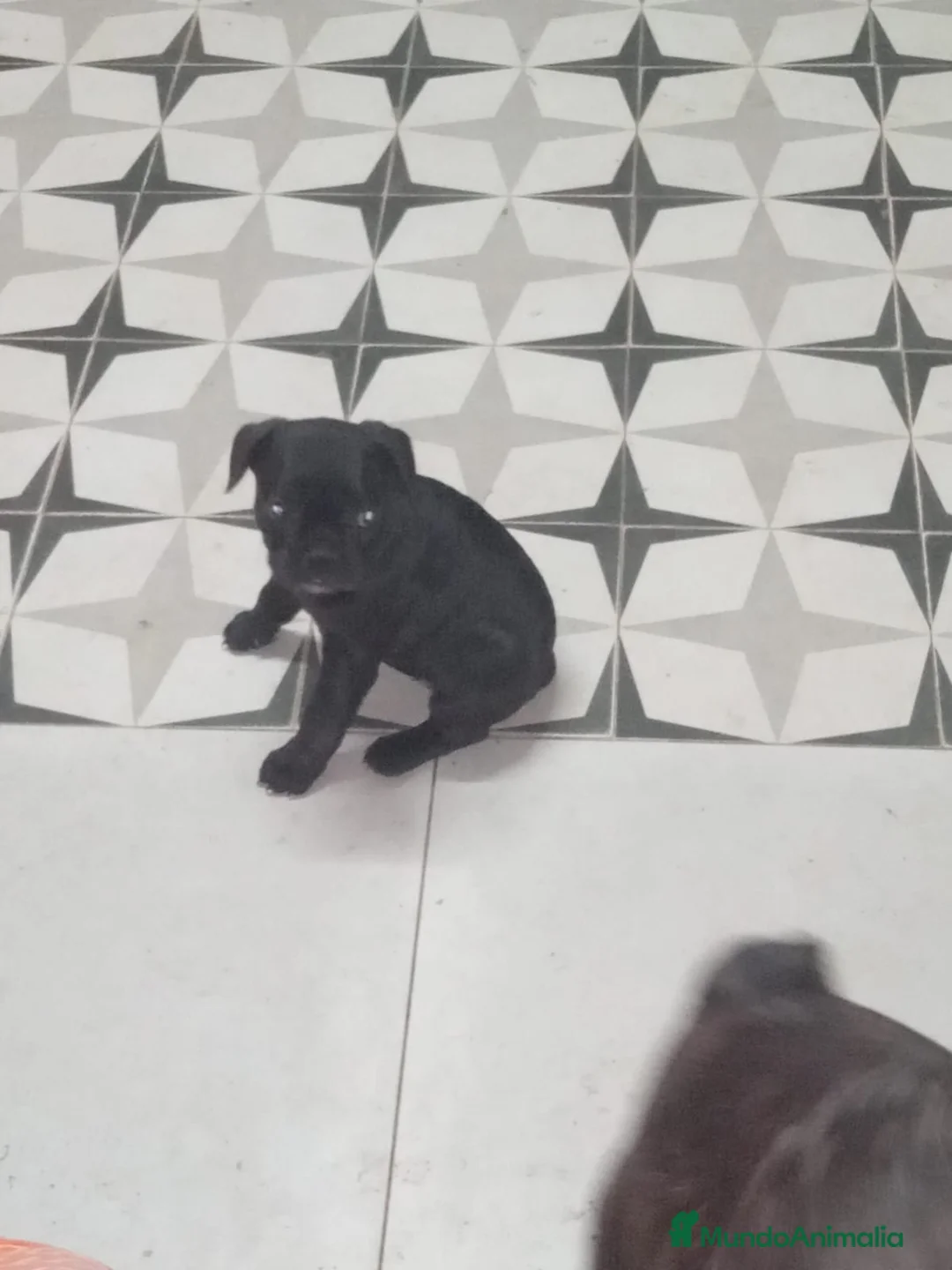 Bulldog Francés perros en venta: Bulldog francés - Anuncio 1