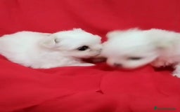Bichón Maltés perros en venta: Bichon maltés toy coreanos - Imagen 3