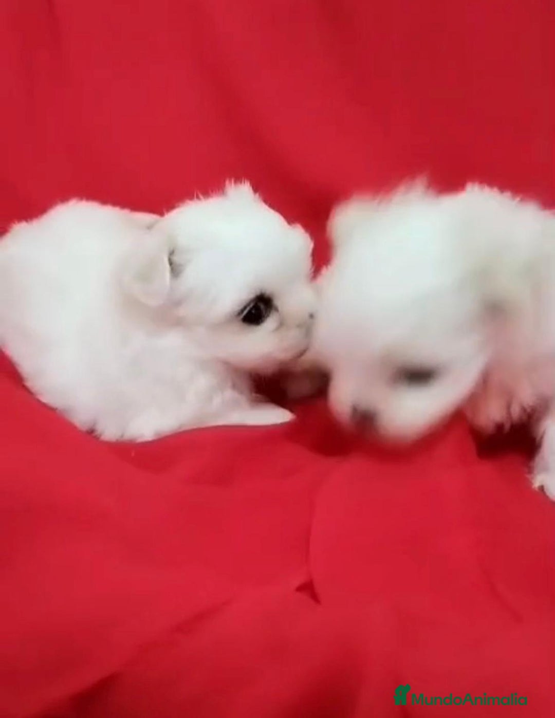 Bichón Maltés perros en venta: Bichon maltés toy coreanos - Imagen 3