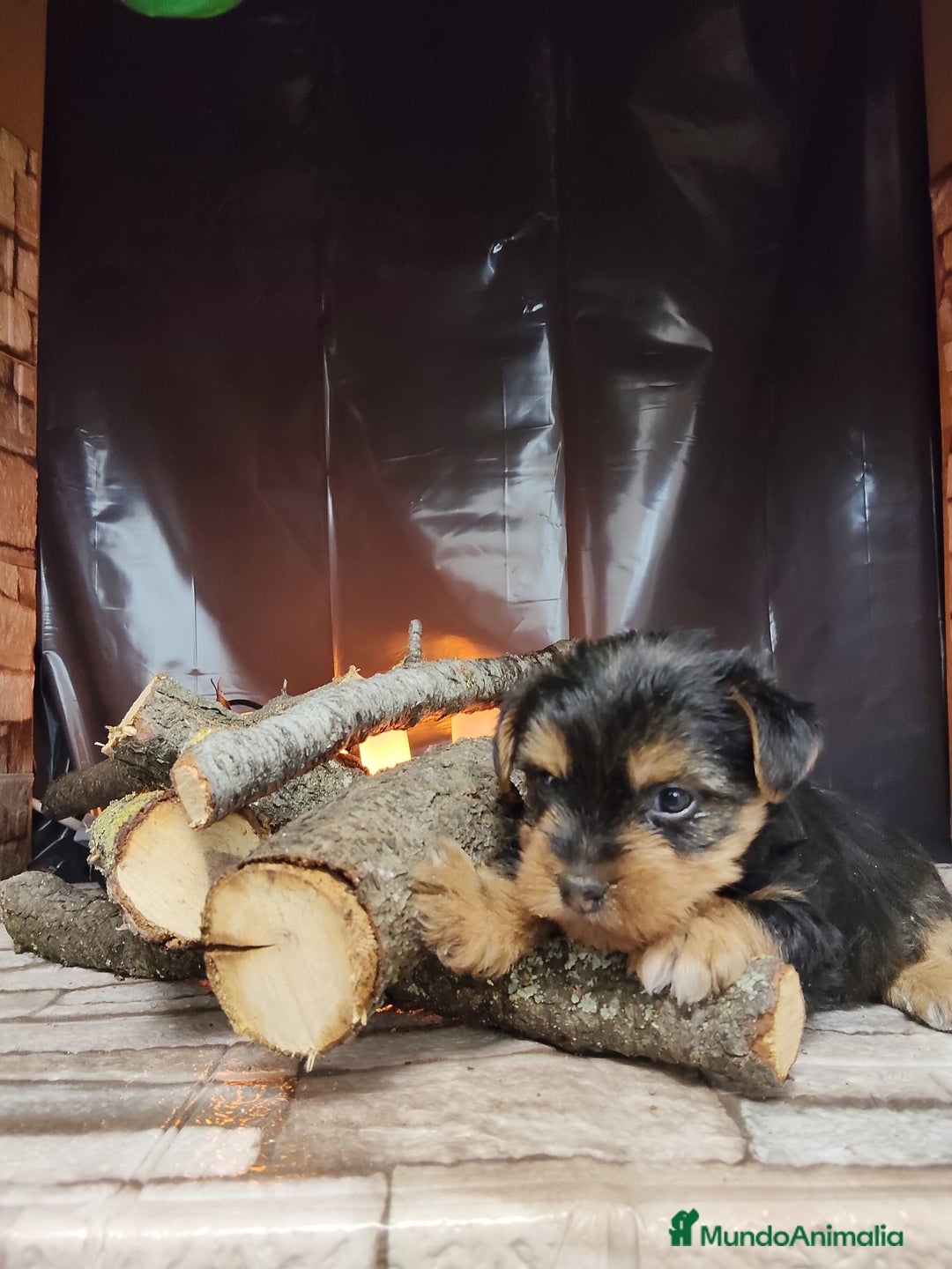 Yorkshire Terrier perros en venta: Yorkshire terrier  - Anuncio 1