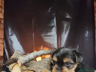 Yorkshire Terrier perros Yorkshire terrier - Anuncio 26