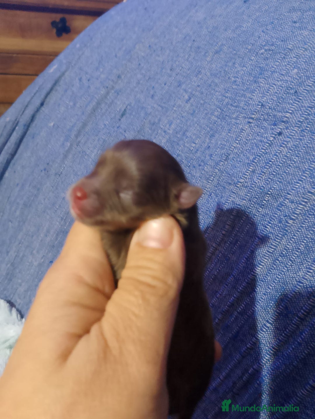 Pomchi perros en venta: Preciosa camada de pomerania  - Imagen 6