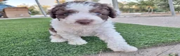 Perro de Agua Español perros en venta: PERRO DE AGUA - Anuncio 1