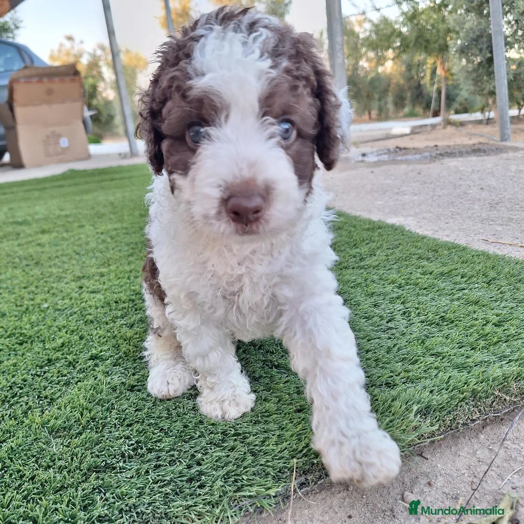 Perro de Agua Español perros en venta: PERRO DE AGUA - Anuncio 1