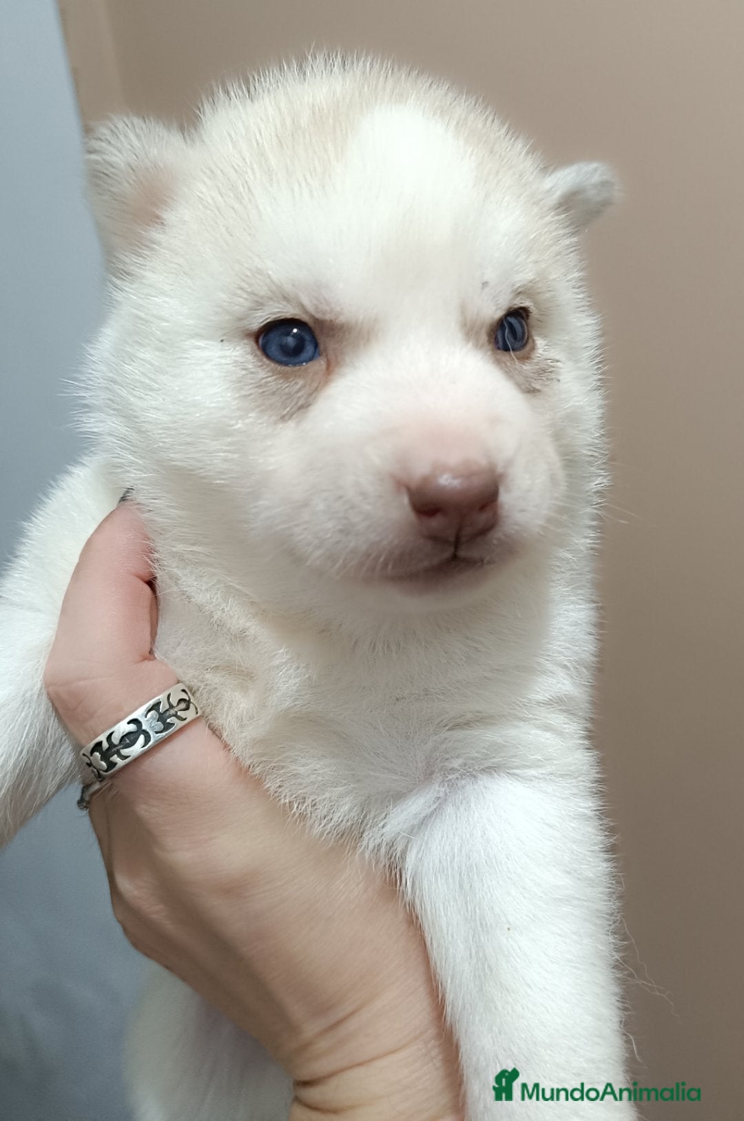 Husky Siberiano perros en venta: Camada husky siberiano  - Anuncio 6