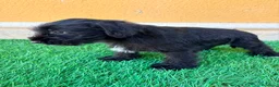 Schnauzer Miniatura perros en venta: Schnauzer miniatura negro  - Anuncio 4
