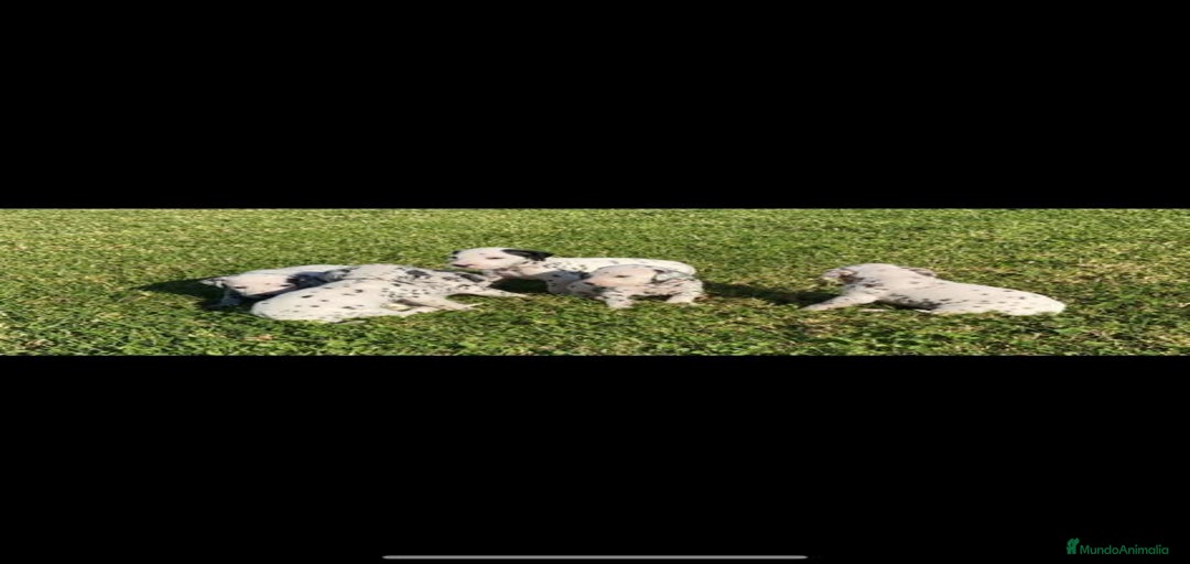 Imagen de galería {{count}}