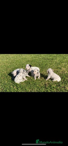 Imagen de galería {{count}}