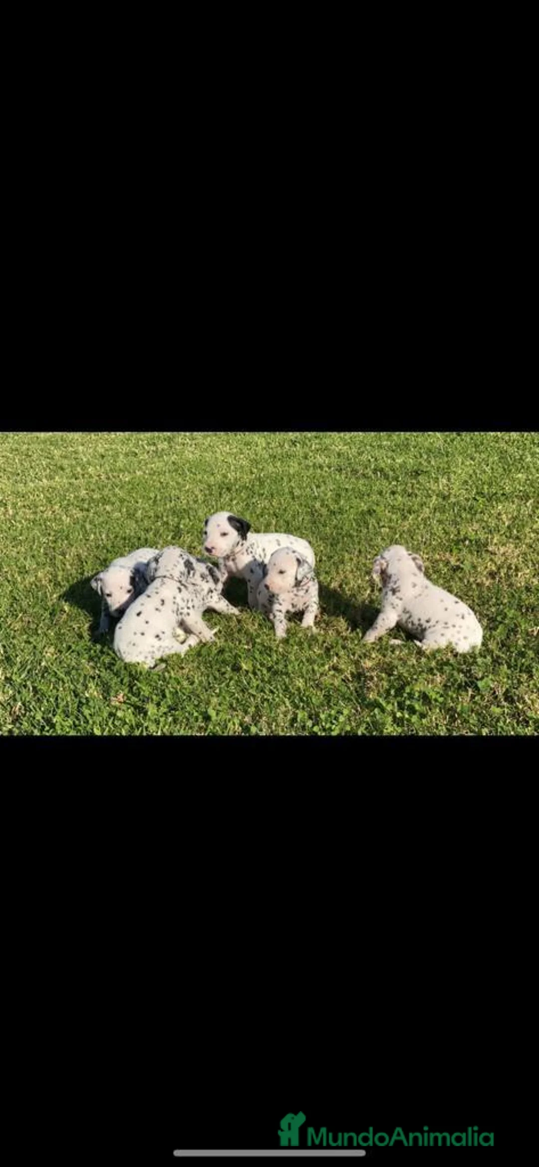 Imagen de galería {{count}}