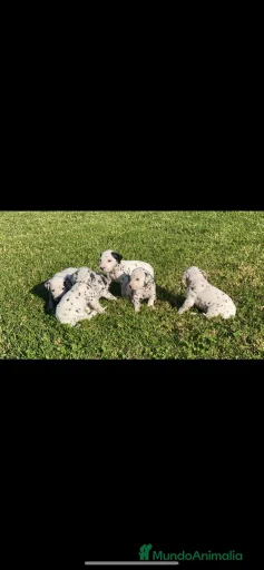 Imagen de galería {{count}}