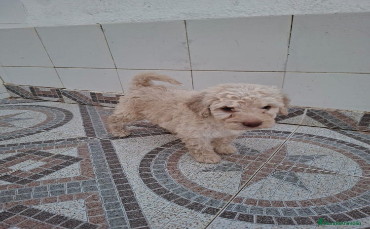 Perro de Agua Español perros - Anuncio 2