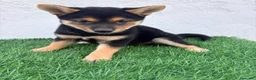 Shiba Inu perros en venta: Shiba Inu - Anuncio 5
