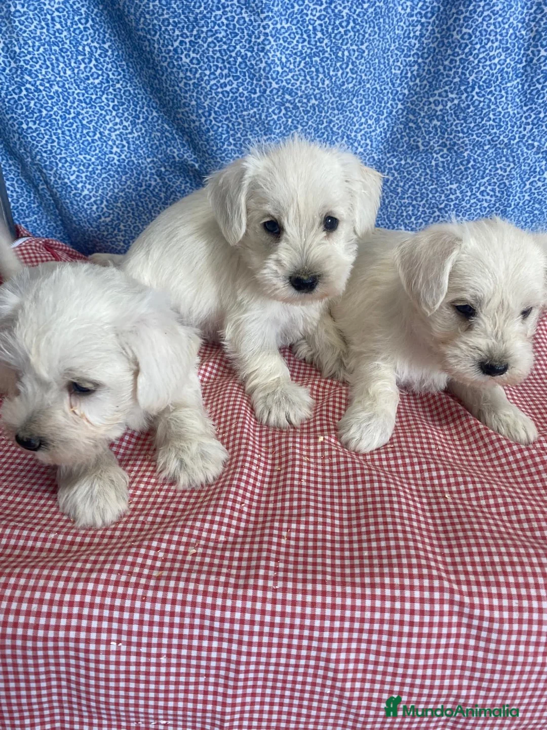 Schnauzer Miniatura perros en venta: CACHORRITOS DE SCHNAUZER  - Anuncio 2