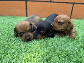 Teckel perros TECKEL - Anuncio 1