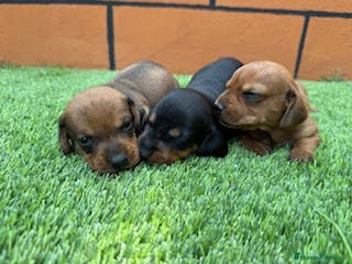 Teckel perros TECKEL - Anuncio 39