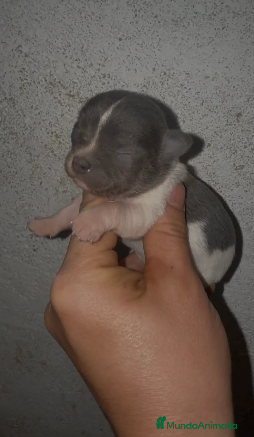 Chihuahua perros en venta: Chihuahuas - Anuncio 2