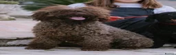 Perro de Agua Español perros en venta: Camada perro agua - Anuncio 3