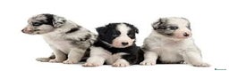 Border Collie perros en venta: CACHORROS BORDER COLLIE MERLE  ( 631 67 03 85 ) en Sevilla - Anuncio 3